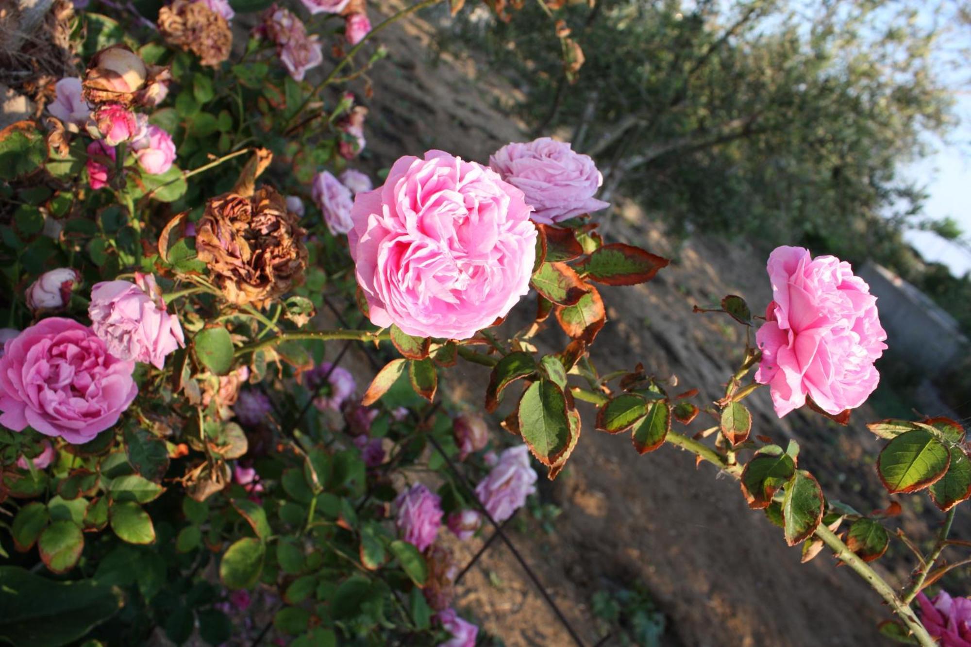 Mina'S Studios In Naxos Island Agios Prokopios  Ngoại thất bức ảnh
